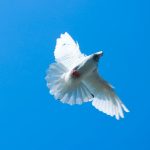 a white bird flying