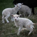 a herd of sheep standing on top of a lush green field